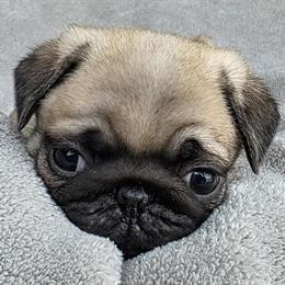Pug Puppy Available in Black River Falls, wi