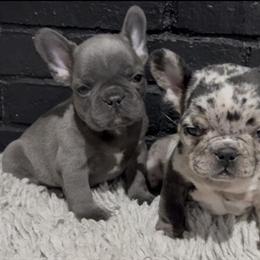 Blue Heeler Puppies Available - 8 Weeks Old in Blackwood, nj