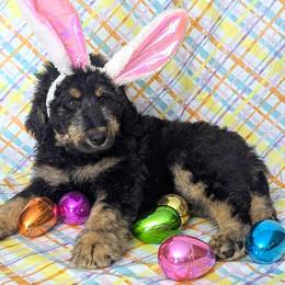 Female F1B Bernedoodle Ready Now in Yale, mi