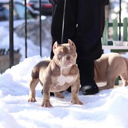 Female Bully Puppy for Sale in Yonkers, ny