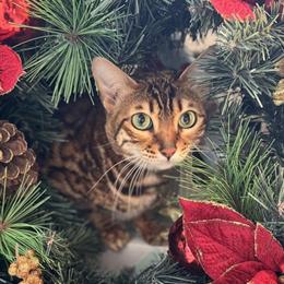 Female Bengal Cat for Adoption in Yonkers, ny