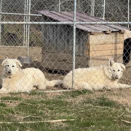 XL White Long Coat Female Shepherds Looking for New Homes in Bristol, tn