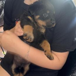 AKC/CKC Male Puppy Available for Adoption in Louisville, ky