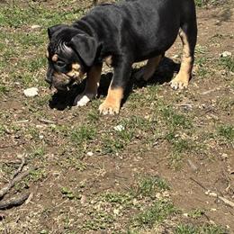 American Bully Puppies for New Homes in Columbus, oh