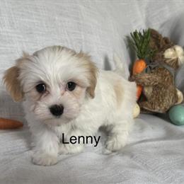 Lenny the Cuddly Puppy in Asheville, nc