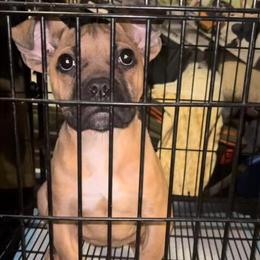 Cane Corso Female Pup Seeking New Home in Randolph, ma