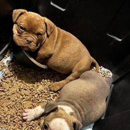American Bully Pups Ready for New Homes in Randolph, ma