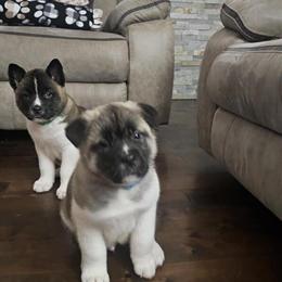 Akita Puppies Ready for Homes in Port Huron, mi