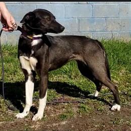 Midwestern Watchdog Puppy - Olive in Effingham, il