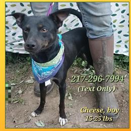 Midwestern Watchdog Puppy Available in Effingham, il