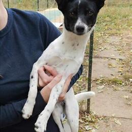 Young small dog available for adoption in Effingham, il