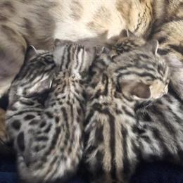 Bengal Kittens Available for Adoption in Plymouth, wi