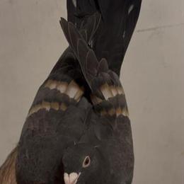 Colored Homers for Sale in Cincinnati, oh