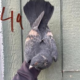 Homer Birds for Sale - 7 Young Colored Homers in Cincinnati, oh