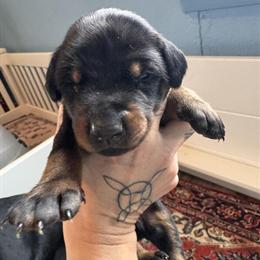 AKC Registered Male Doberman Puppies Available in Newton Falls, oh