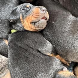 AKC Registered Male Doberman Puppies Available in Newton Falls, oh