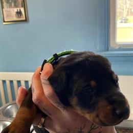 Registered Female Doberman Available for Deposit in Newton Falls, oh
