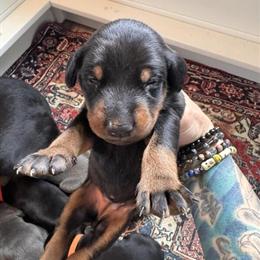AKC Registered Female Doberman Puppies Available in Newton Falls, oh