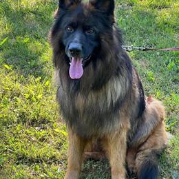 German Shepherd Puppies - AKC Long Coat, Bi-Colored, 3 Months Old in Bristol, tn