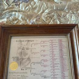 1 Year Old Male German Shepherd with AKC Registration in Bristol, tn