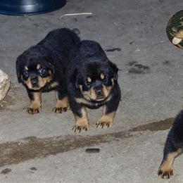 Rottweiler Puppies Available in Dayton, oh