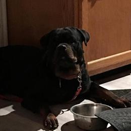 Rottweiler Stud Service Available in Ohio in Dayton, oh