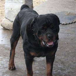 Rottweiler Stud Service Available for Mating in Dayton, oh