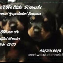 Experienced Dog Services for All Breeds in Dayton, oh