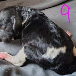 AKC Standard Parti Poodle - Ready May 18th in Dover, oh