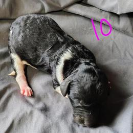 AKC Standard Parti Poodle Kesha Ready for New Home in Dover, oh