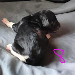 AKC Standard Parti Poodle Whitney - Ready for New Home in Dover, oh