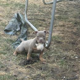 American Bully Puppies Available in Toledo, oh