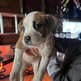 American Bully Puppies Available for Loving Homes in Battle Creek, mi