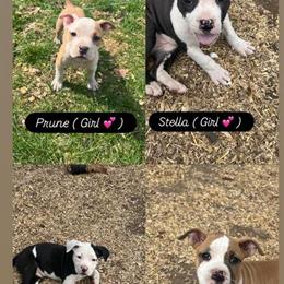 American Bully/Pit Bull Mix Puppies Ready for Forever Homes in Battle Creek, mi