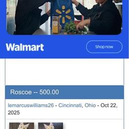 Beware of Scam Kittens Listing in Springfield, oh