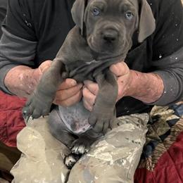 Cane Corso Puppies Ready for Forever Homes in Shelbyville, ky