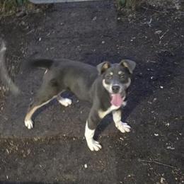 Husky Puppy Looking for a Loving Home in New Philadelphia, oh