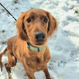Irish Setter Puppy Ready for a New Home in New Philadelphia, oh