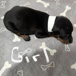 Doberman Puppies Available for Adoption in Midlothian, va