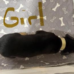 Doberman Shepherd Puppies Ready April 15, 2026 in Midlothian, va