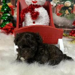 Havapoo Puppies Available - Born October 18, 2025 in Sheridan, mi