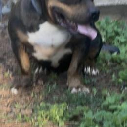 Merle Male Dog - 1.5 Years Old in Tallapoosa, ga