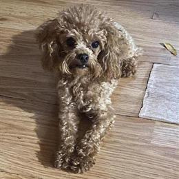 Red Poodle Stud Available - 2 Years Old, 3 lbs 6 ozs in Sheridan, mi