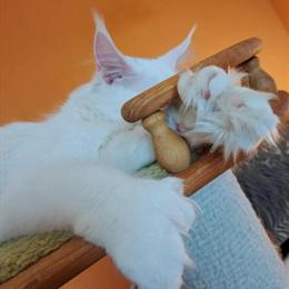 Maine Coon - Stunning White Poly Odd Eyed Boy Available Now in Hershey, pa