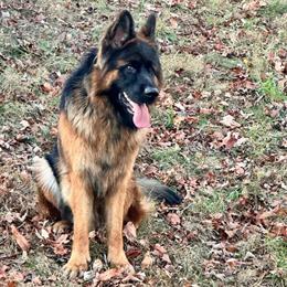 German Shepherd Purebred Long-Haired from Champion Bloodline in Virginia Beach, va