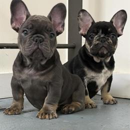 French Bulldog Puppies Available in Hackensack, nj