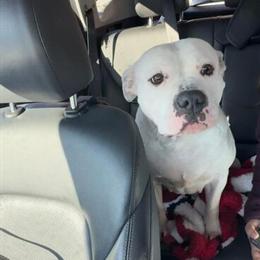 Pit Bull Puppy for Adoption in Detroit, mi