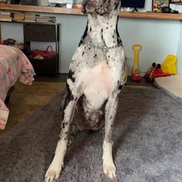 Great Dane Puppies Available - 3 Females Ready May 18th in Coleman, mi