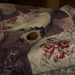 Male Boxer Puppy Registered in Uniontown, oh