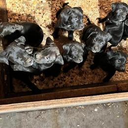 American Bulldog and Golden Retriever Puppies Available in Muscatine, ia